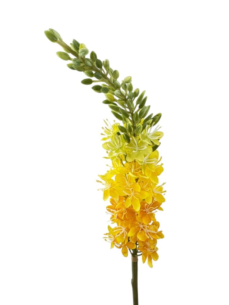 Cosmos - geel - 57 cm - Afbeelding 2