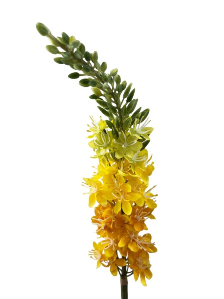 Cosmos - geel - 57 cm - Afbeelding 3