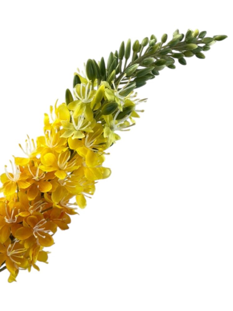 Cosmos - geel - 57 cm - Afbeelding 4