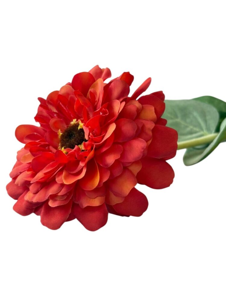 Zinnia - oranje - 68 cm - Afbeelding 2