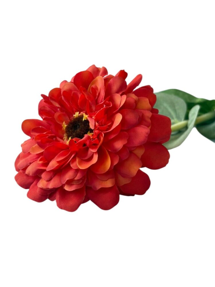 Zinnia - oranje - 68 cm - Afbeelding 3