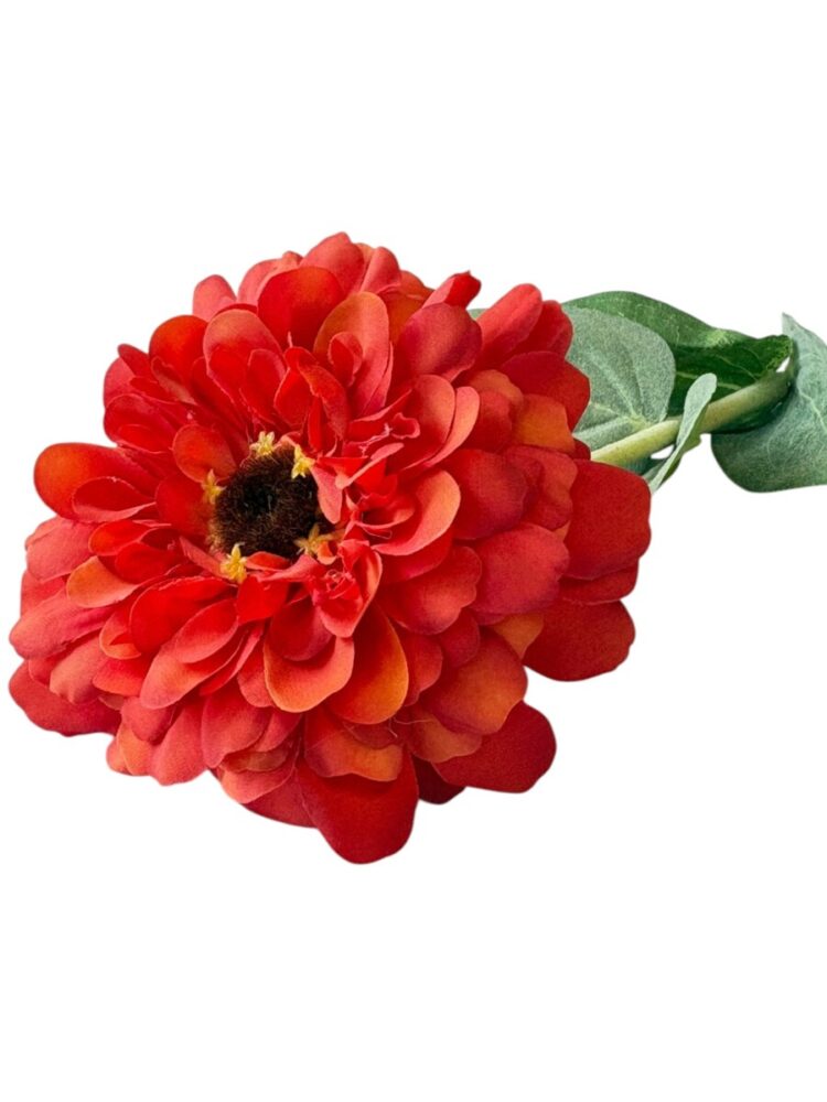 Zinnia - oranje - 68 cm - Afbeelding 4