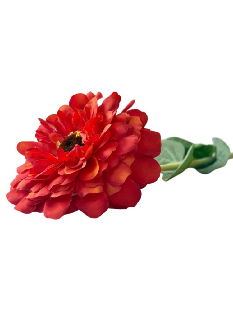 Zinnia - oranje - 68 cm - Afbeelding 5