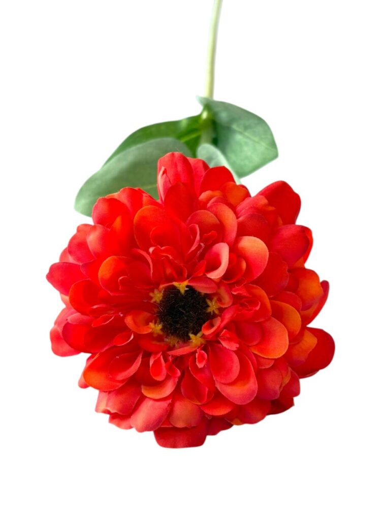 Zinnia - oranje - 68 cm - Afbeelding 6