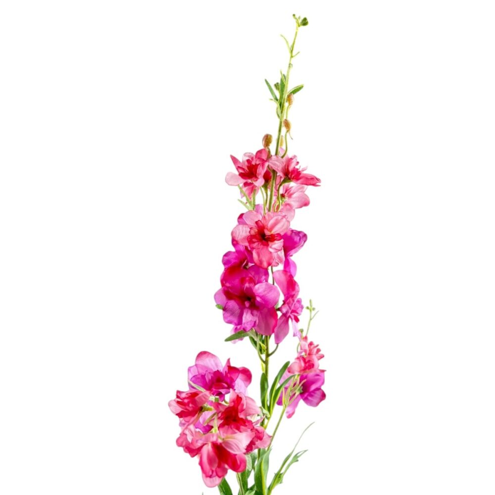 Delphinium - donker roze - 100 cm