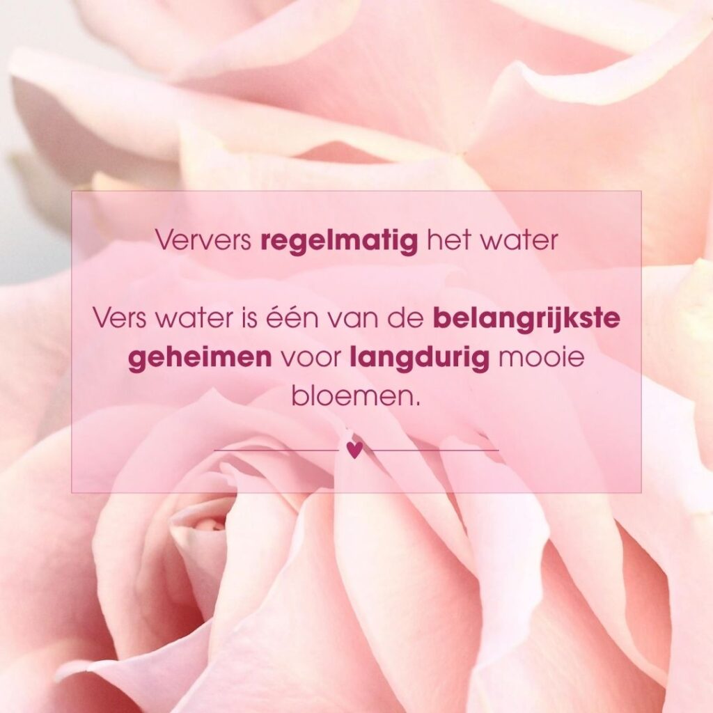 Bloemen verzorgingstips van Bloemboetiek Schijndel
